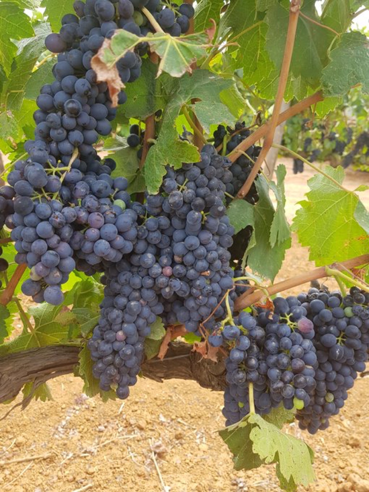 Wine tasting on the Durbanville Wine Route