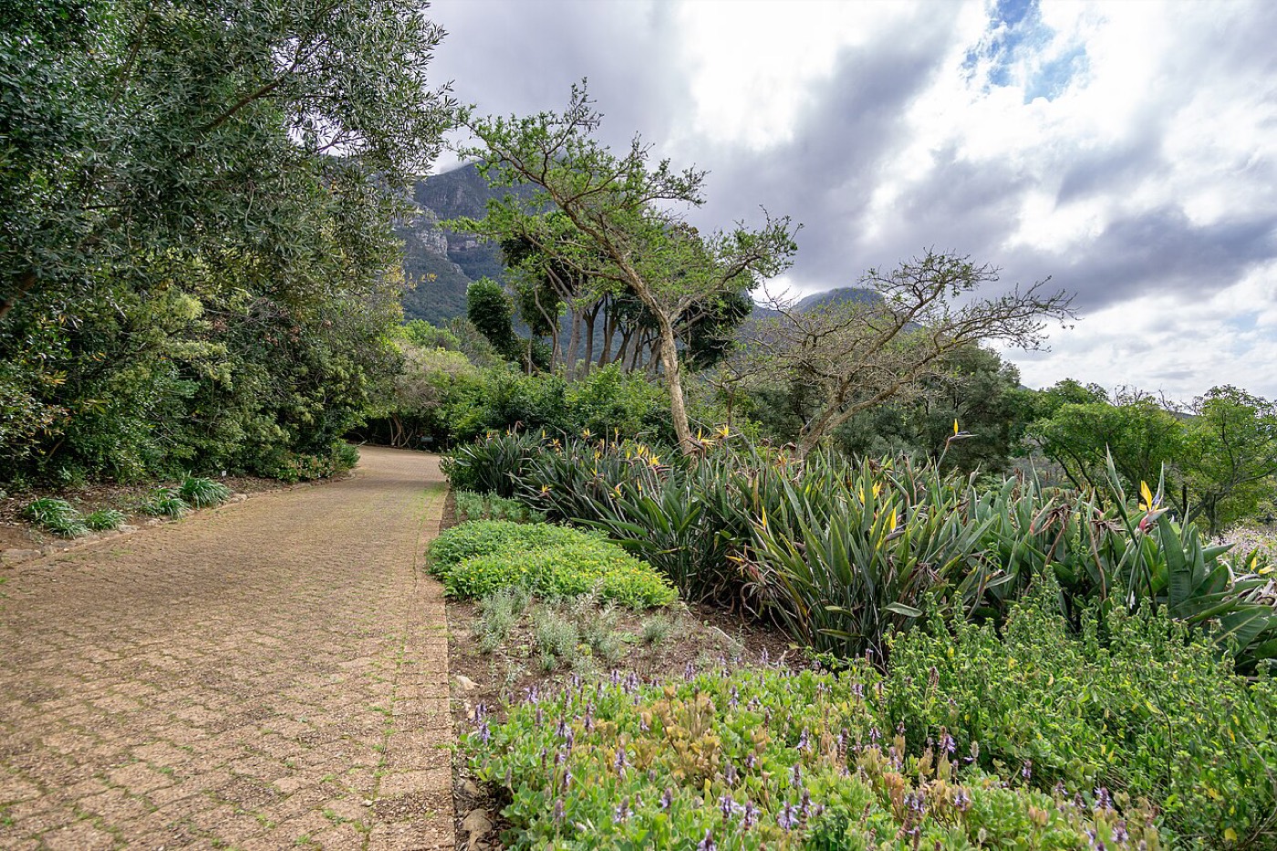 Kirstenbosch National Botanical Garden