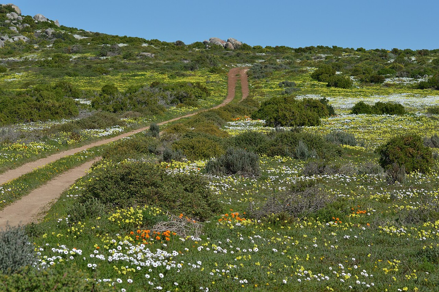 Spring wildflowers on the West Coast